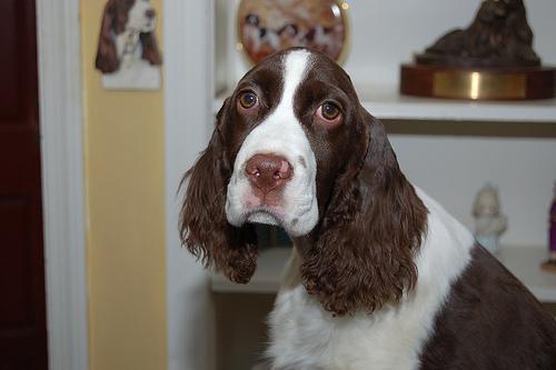 A dog image from https://images.dog.ceo/breeds/springer-english/n02102040_902.jpg