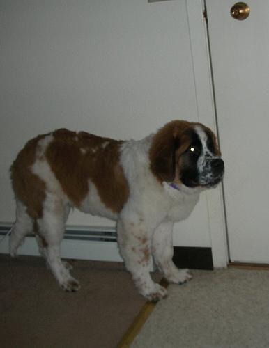 A dog image from https://images.dog.ceo/breeds/stbernard/n02109525_10297.jpg