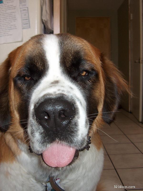 A dog image from https://images.dog.ceo/breeds/stbernard/n02109525_10960.jpg