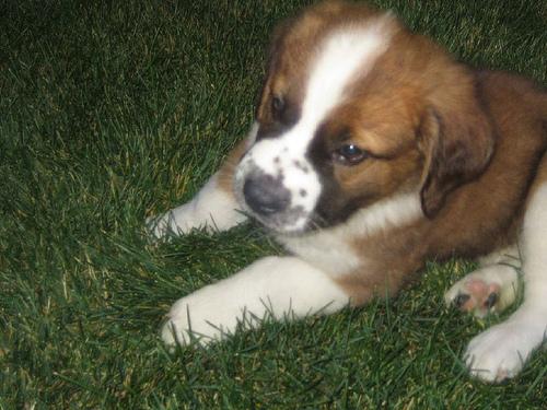 A dog image from https://images.dog.ceo/breeds/stbernard/n02109525_1271.jpg