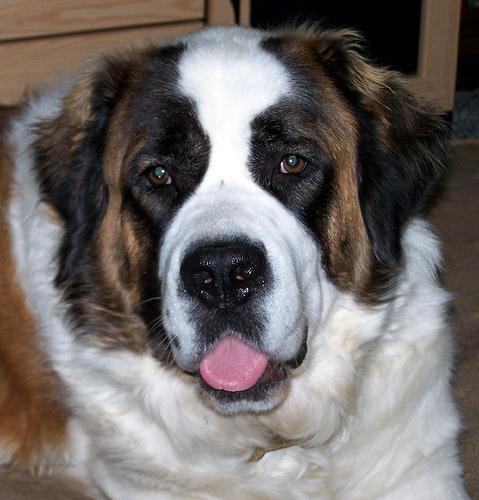 stbernard