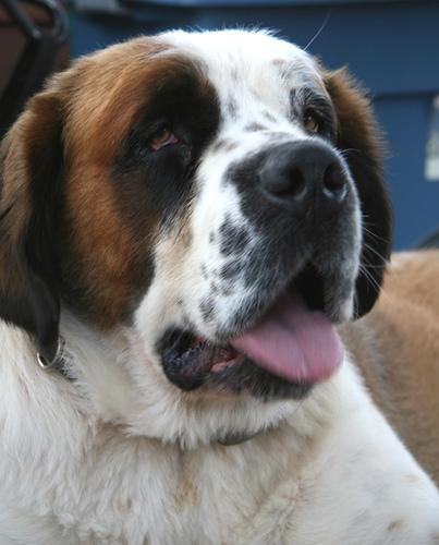 A dog image from https://images.dog.ceo/breeds/stbernard/n02109525_1314.jpg