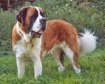 A dog image from https://images.dog.ceo/breeds/stbernard/n02109525_13146.jpg