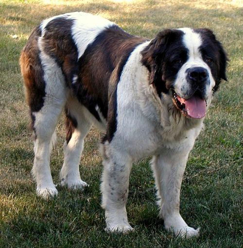 A dog image from https://images.dog.ceo/breeds/stbernard/n02109525_13154.jpg