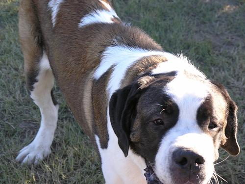 A dog image from https://images.dog.ceo/breeds/stbernard/n02109525_13410.jpg