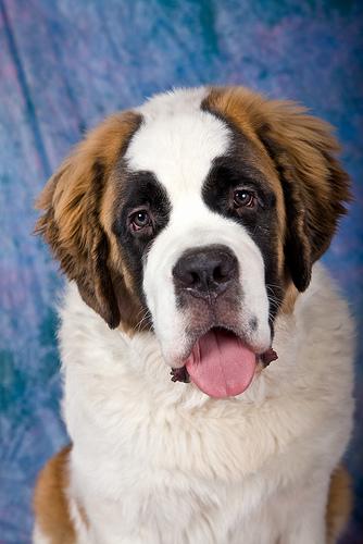 A dog image from https://images.dog.ceo/breeds/stbernard/n02109525_14999.jpg