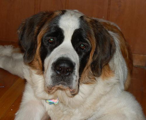 A dog image from https://images.dog.ceo/breeds/stbernard/n02109525_15746.jpg