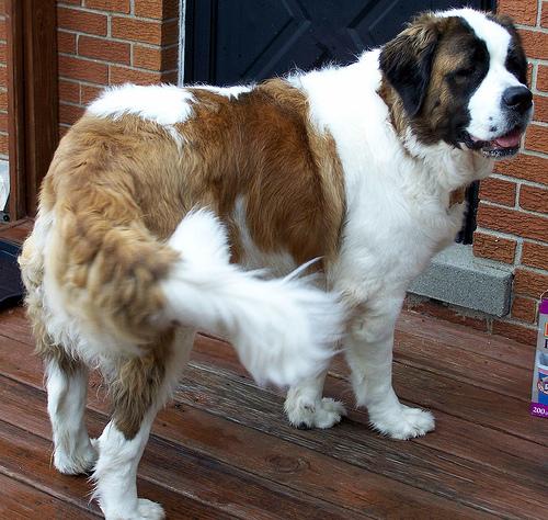 stbernard