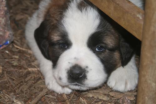 A dog image from https://images.dog.ceo/breeds/stbernard/n02109525_17140.jpg