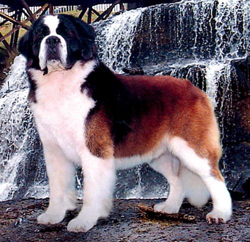 A dog image from https://images.dog.ceo/breeds/stbernard/n02109525_17182.jpg