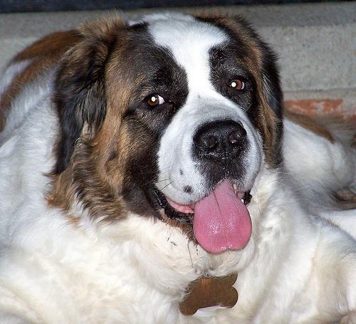 A dog image from https://images.dog.ceo/breeds/stbernard/n02109525_18371.jpg