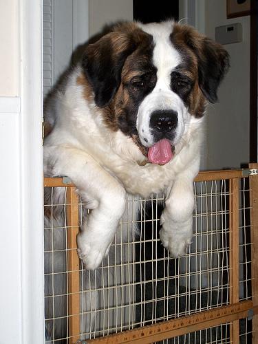 A dog image from https://images.dog.ceo/breeds/stbernard/n02109525_1972.jpg