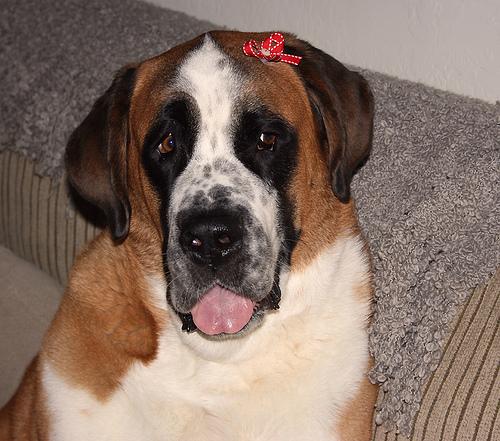 A dog image from https://images.dog.ceo/breeds/stbernard/n02109525_2035.jpg