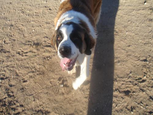 A dog image from https://images.dog.ceo/breeds/stbernard/n02109525_243.jpg