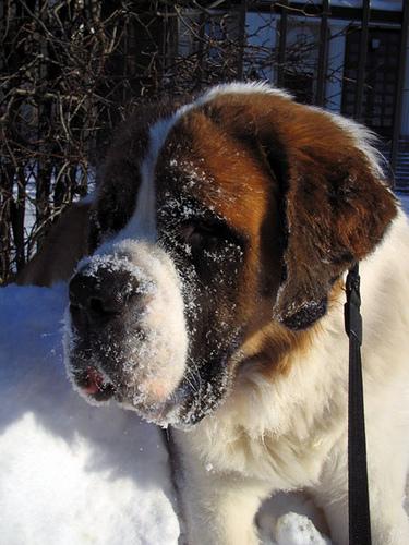 A dog image from https://images.dog.ceo/breeds/stbernard/n02109525_2770.jpg