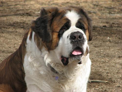 A dog image from https://images.dog.ceo/breeds/stbernard/n02109525_3448.jpg