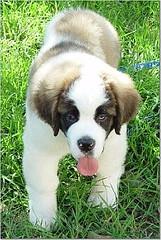 A dog image from https://images.dog.ceo/breeds/stbernard/n02109525_4021.jpg