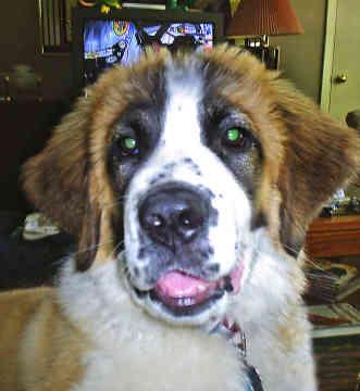 A dog image from https://images.dog.ceo/breeds/stbernard/n02109525_4516.jpg