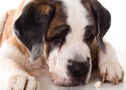 A dog image from https://images.dog.ceo/breeds/stbernard/n02109525_539.jpg