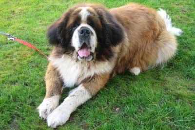 A dog image from https://images.dog.ceo/breeds/stbernard/n02109525_6215.jpg