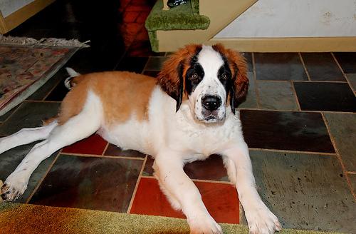 A dog image from https://images.dog.ceo/breeds/stbernard/n02109525_8211.jpg