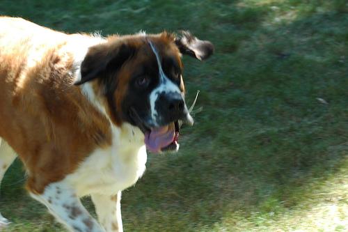 A dog image from https://images.dog.ceo/breeds/stbernard/n02109525_8312.jpg