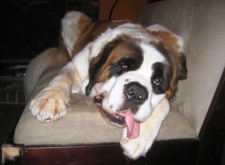 A dog image from https://images.dog.ceo/breeds/stbernard/n02109525_8475.jpg