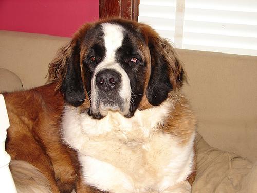 A dog image from https://images.dog.ceo/breeds/stbernard/n02109525_8822.jpg