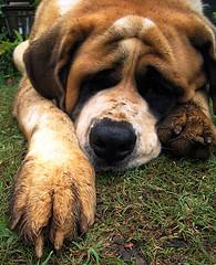 A dog image from https://images.dog.ceo/breeds/stbernard/n02109525_883.jpg