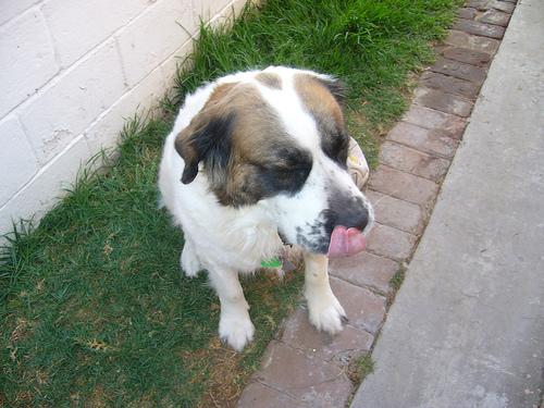 A dog image from https://images.dog.ceo/breeds/stbernard/n02109525_9243.jpg