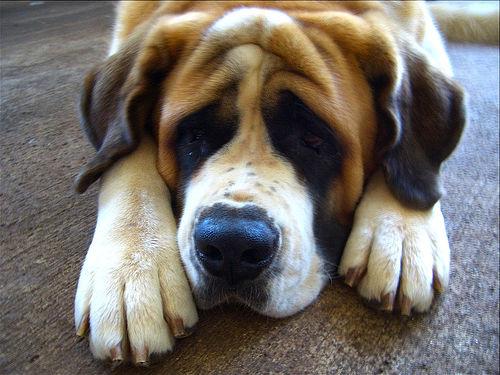 A dog image from https://images.dog.ceo/breeds/stbernard/n02109525_9379.jpg