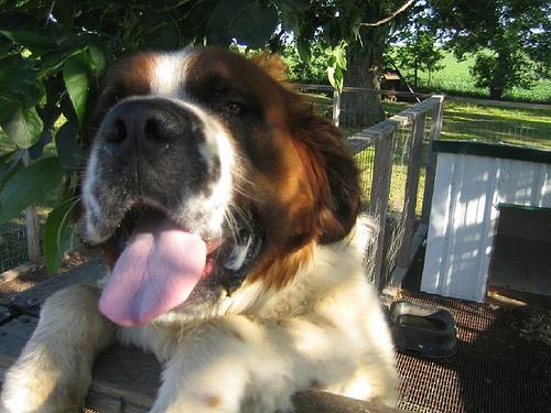 A dog image from https://images.dog.ceo/breeds/stbernard/n02109525_9426.jpg