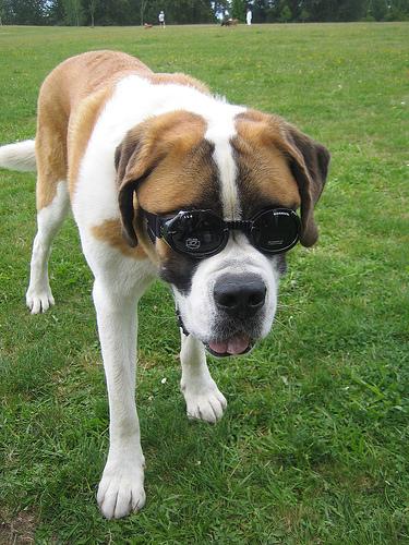 A dog image from https://images.dog.ceo/breeds/stbernard/n02109525_997.jpg