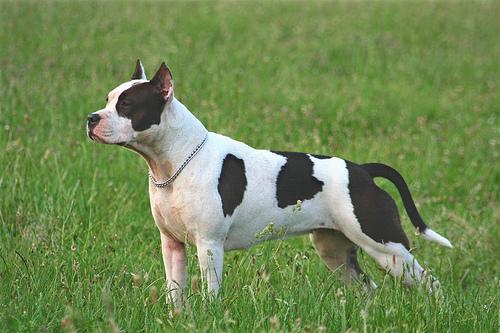 A dog image from https://images.dog.ceo/breeds/terrier-american/n02093428_2592.jpg