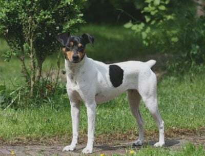 Andalusian Terrier