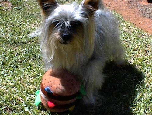 A dog image from https://images.dog.ceo/breeds/terrier-australian/n02096294_1121.jpg