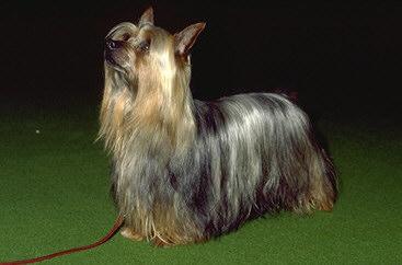 A dog image from https://images.dog.ceo/breeds/terrier-australian/n02096294_1284.jpg