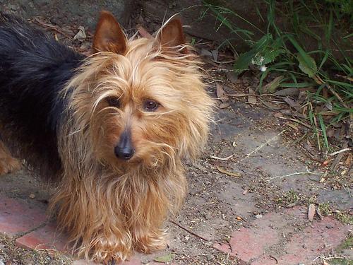 A dog image from https://images.dog.ceo/breeds/terrier-australian/n02096294_1299.jpg