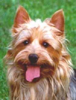 A dog image from https://images.dog.ceo/breeds/terrier-australian/n02096294_1455.jpg