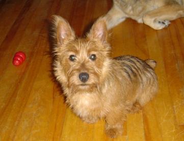 A dog image from https://images.dog.ceo/breeds/terrier-australian/n02096294_1629.jpg