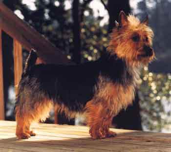 A dog image from https://images.dog.ceo/breeds/terrier-australian/n02096294_167.jpg