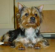 A dog image from https://images.dog.ceo/breeds/terrier-australian/n02096294_1754.jpg