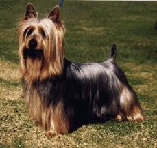 A dog image from https://images.dog.ceo/breeds/terrier-australian/n02096294_1803.jpg