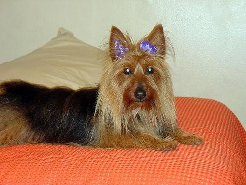 A dog image from https://images.dog.ceo/breeds/terrier-australian/n02096294_1850.jpg