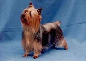 A dog image from https://images.dog.ceo/breeds/terrier-australian/n02096294_1953.jpg