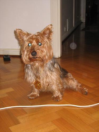 A dog image from https://images.dog.ceo/breeds/terrier-australian/n02096294_1954.jpg