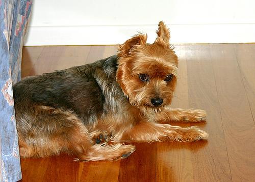 A dog image from https://images.dog.ceo/breeds/terrier-australian/n02096294_2118.jpg