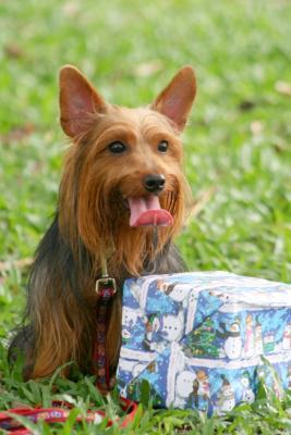 A dog image from https://images.dog.ceo/breeds/terrier-australian/n02096294_2247.jpg