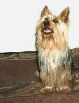 A dog image from https://images.dog.ceo/breeds/terrier-australian/n02096294_2378.jpg