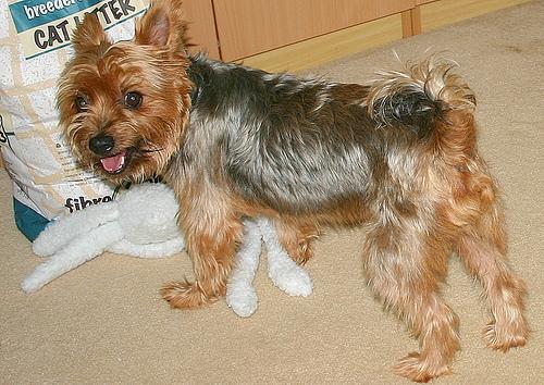 A dog image from https://images.dog.ceo/breeds/terrier-australian/n02096294_2411.jpg